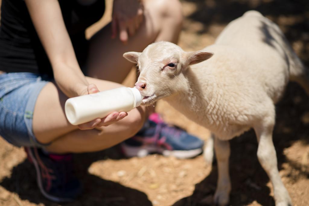 Agroturismo Sa Marina Alquería Blanca Esterno foto